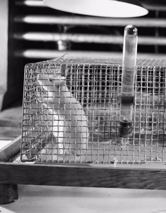 Close-up of a mouse in a cage