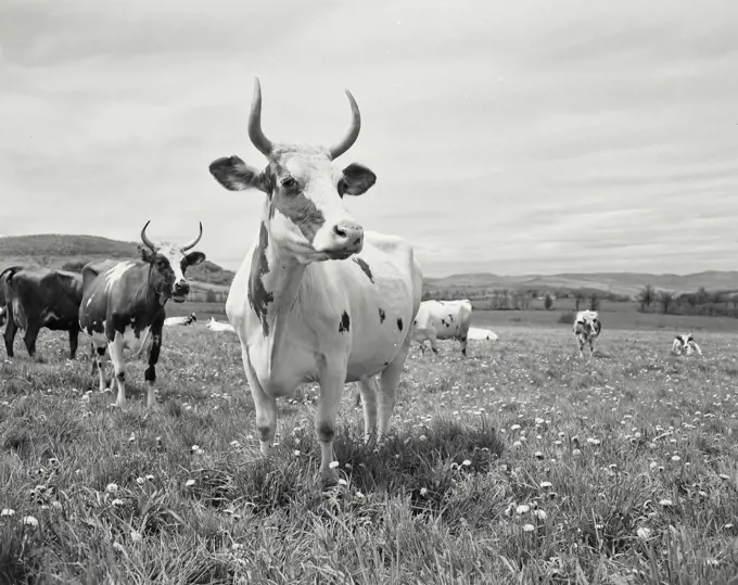 Vintage Photograph. Close up of cow with horns standing in field