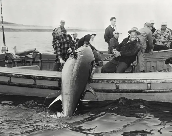 Vintage photograph. Bluefish tuna being hauled into boat in Nova Scotia Waters