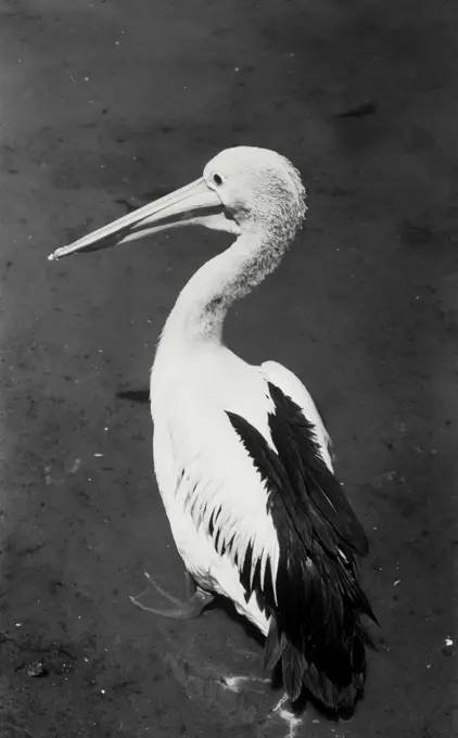 Vintage Photograph. Close up view of Pelican