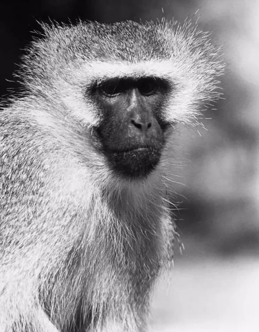 Close-up of a Vervet Monkey (Chlorocebus pygerythrus)