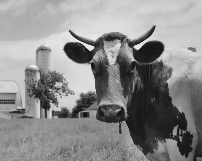 Bull on a farm looking at camera