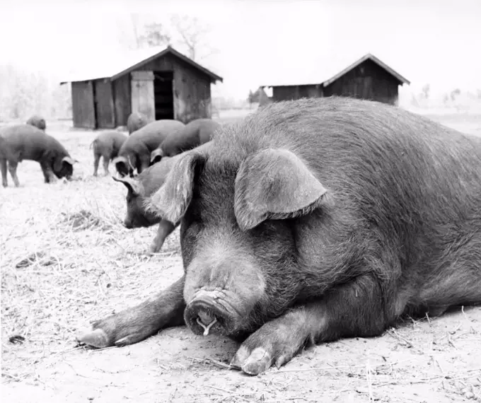 Big pig lying down in the dirt
