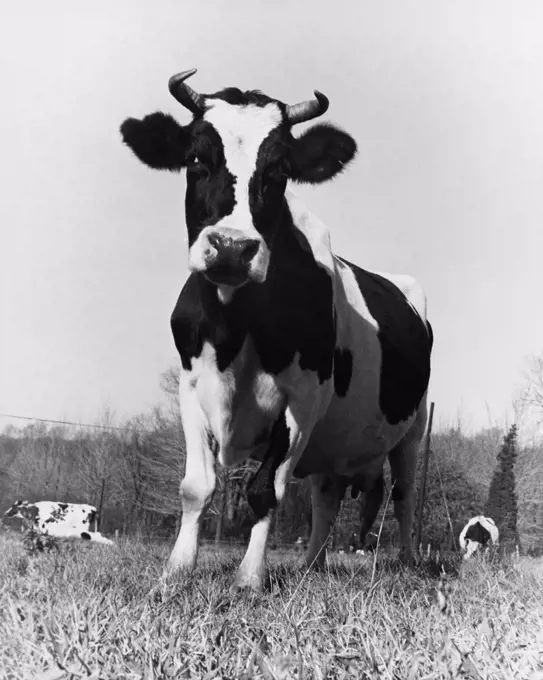 Low angle view of a bull standing in a field