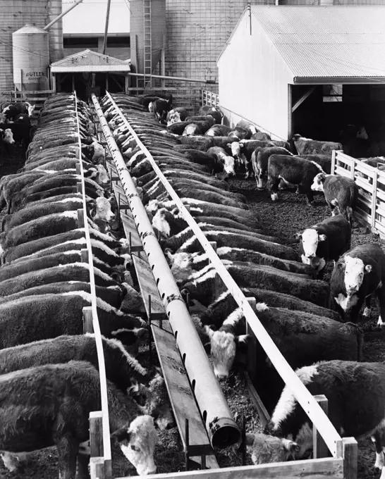 High angle view of a herd of cows feeding in a dairy farm