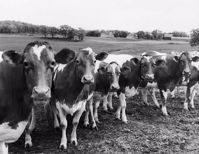 Row of cows standing in field