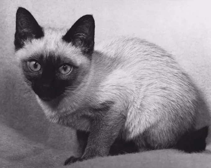 Siamese kitten crouching and looking at the camera