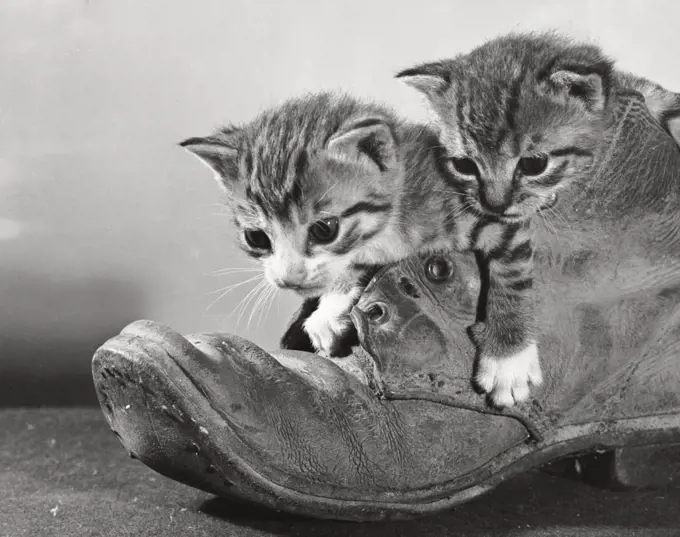 Two kittens and an old boot