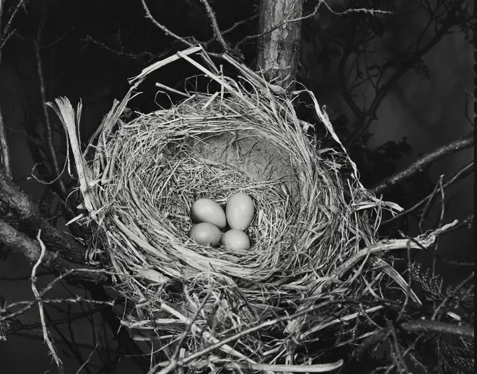 Vintage Photograph. High angle view of four robin's eggs in a nest
