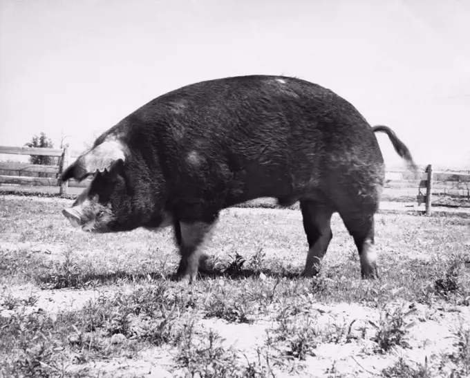 Side profile of a pig in a field