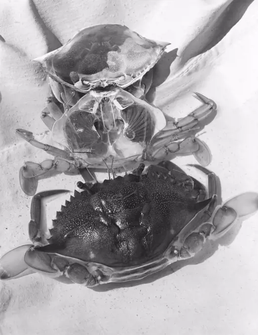 Close-up of three crabs