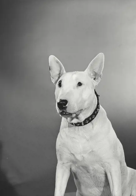 Vintage Photograph. Bull Terrier sitting on cushion looking ahead