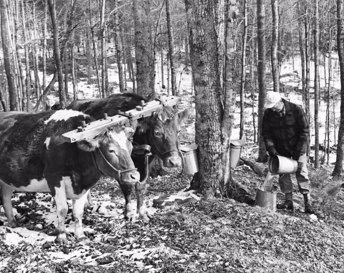 Farmer collecting sap to make maple syrup, Vermont, USA