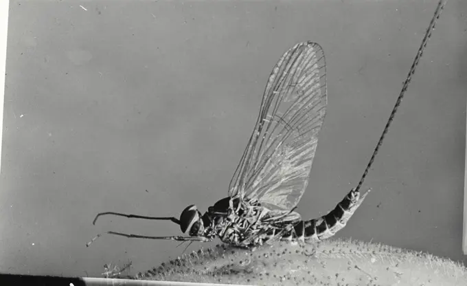 Vintage Photograph. Close up view of a May Fly.