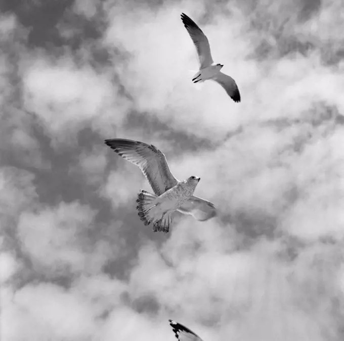 Flying birds against cloudy sky