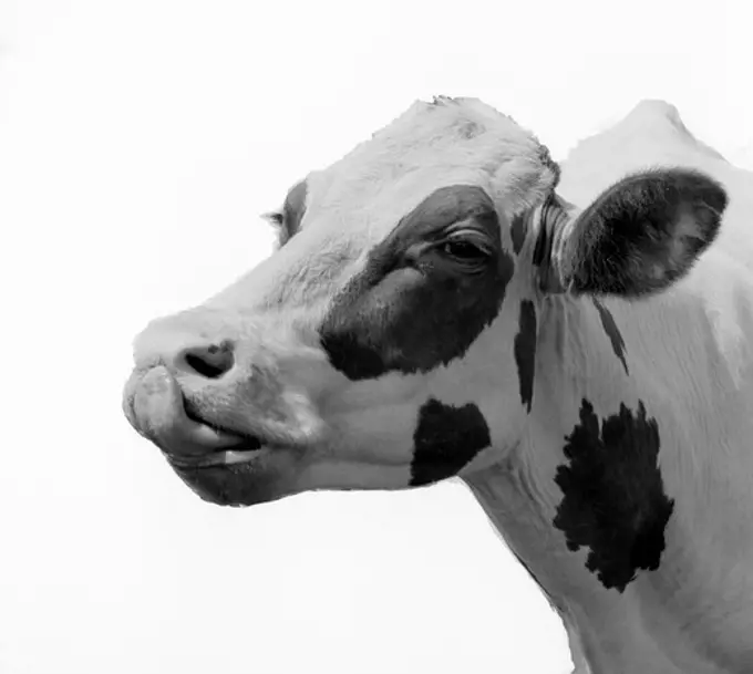 Dairy cows head