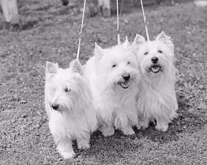 Three West Highland White Terriers side by side