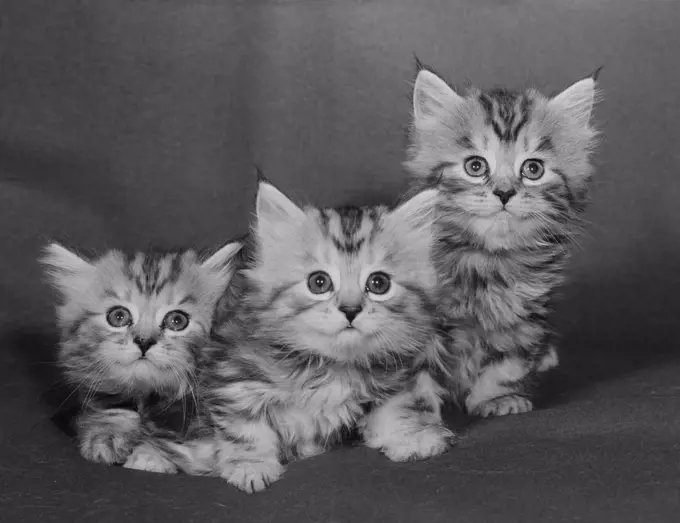 Studio shot of three kittens