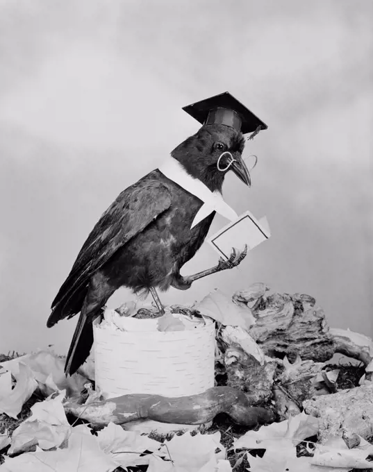 Close up of wise crow wearing glasses and mortarboard and reading book