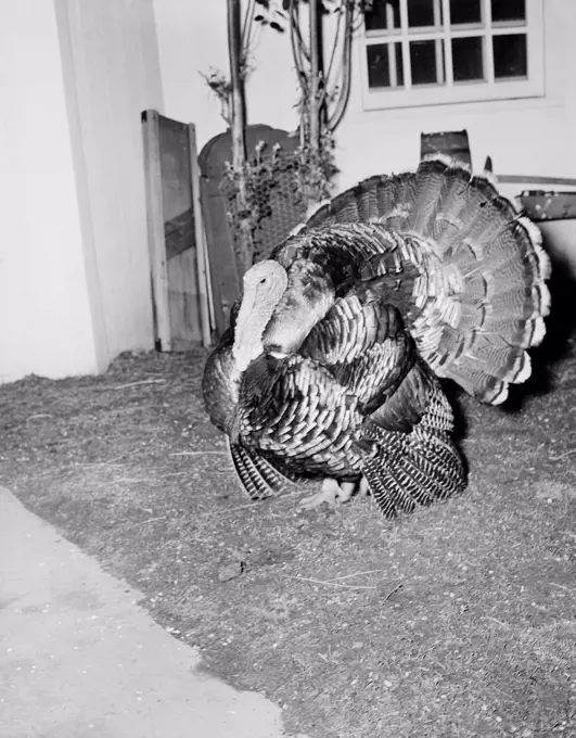 Turkey in barn