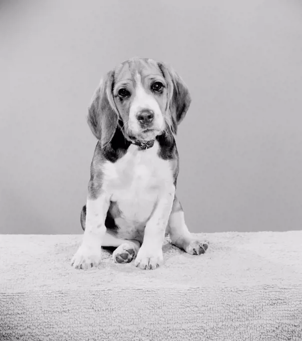 Studio shot of Beagle