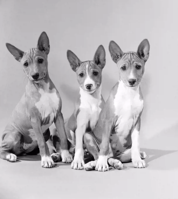 Studio shot of Basenji dogs