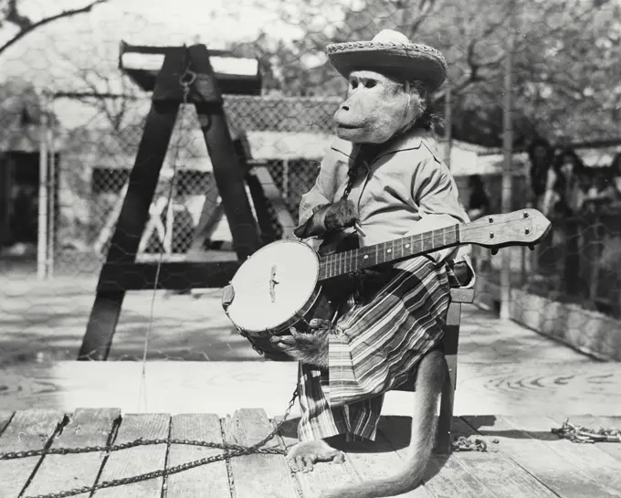 Vintage Photograph. Monkey with a banjo
