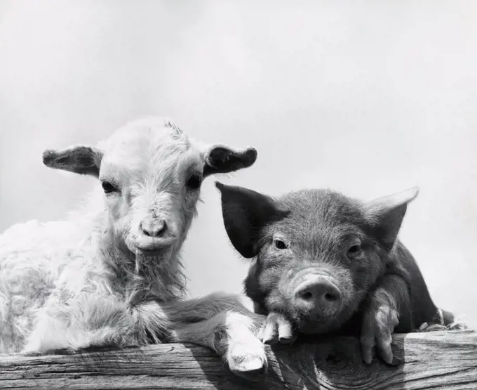 Portrait of a pig and a lamb leaning on wood