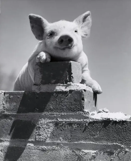 Close-up of a pig on a wall (Sus scrofa)
