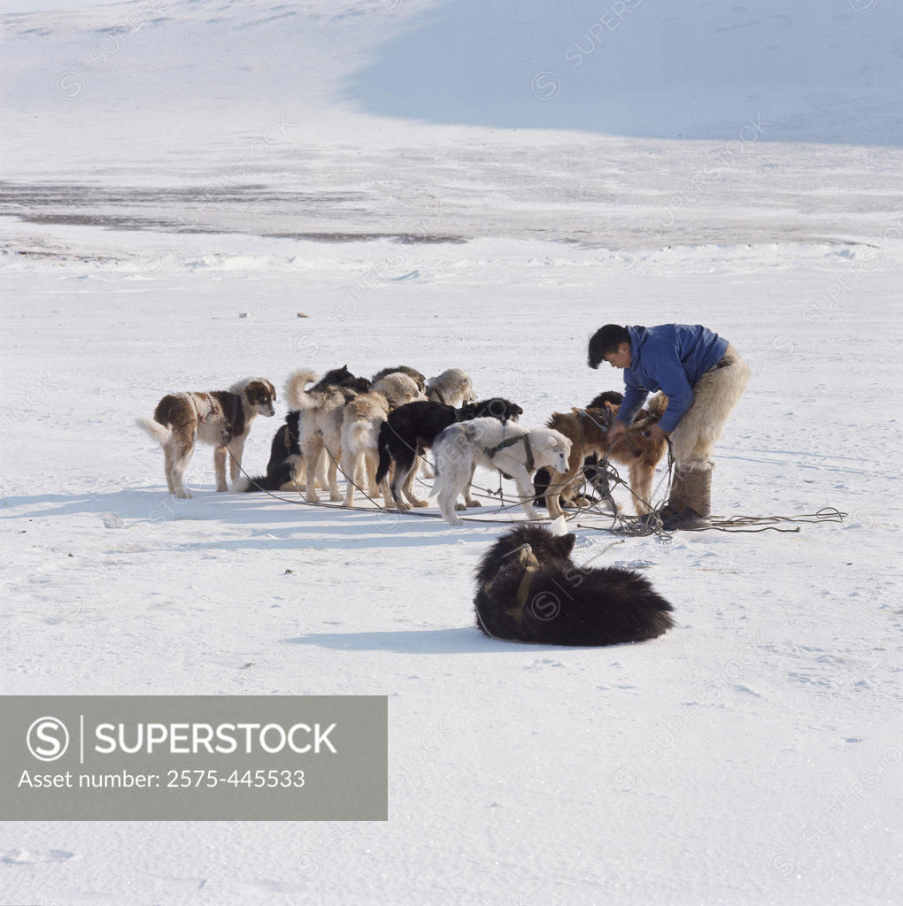 Stock Photo: 2575-445533 Side profile of an Eskimo man and huskies on a polar landscape, Greenland