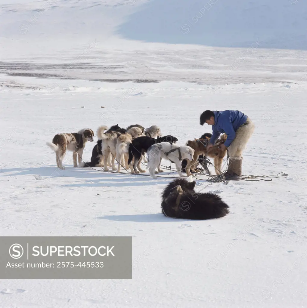 Side profile of an Eskimo man and huskies on a polar landscape, Greenland