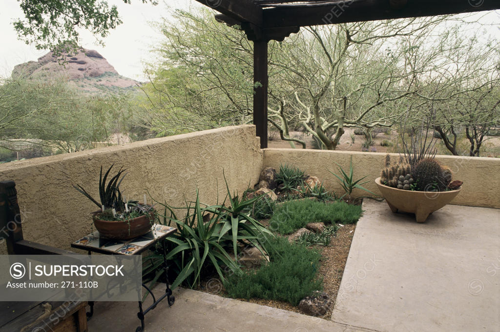 Stock Photo: 271-110B Plants in a botanical garden, Desert Botanical Gardens, Phoenix, Arizona, USA