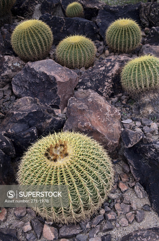 Stock Photo: 271-197B Barrel cactus growing on rocks, Desert Botanical Gardens, Papago Park, Phoenix, Arizona, USA