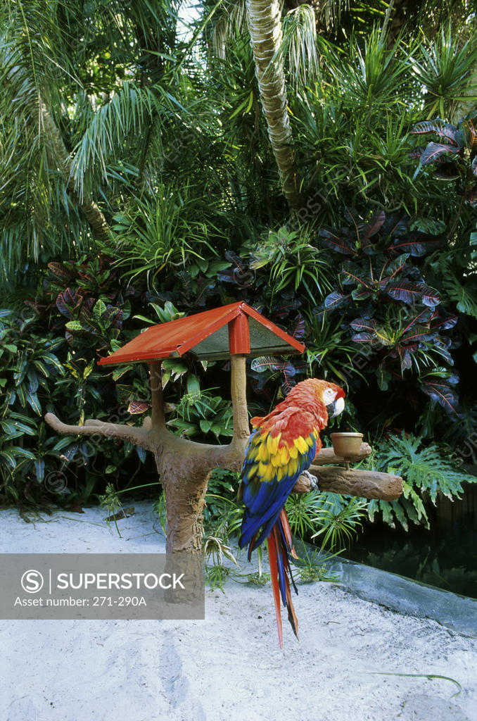 Stock Photo: 271-290A Scarlet Macaw Sunken Gardens St. Petersburg Florida, USA