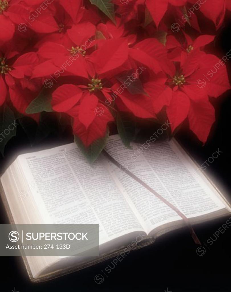 Stock Photo: 274-133D Close-up of a Bible with poinsettia flowers