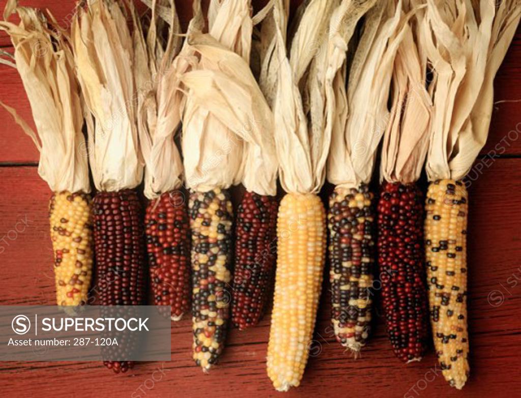 Stock Photo: 287-120A Close-up of assorted corn cobs in a row