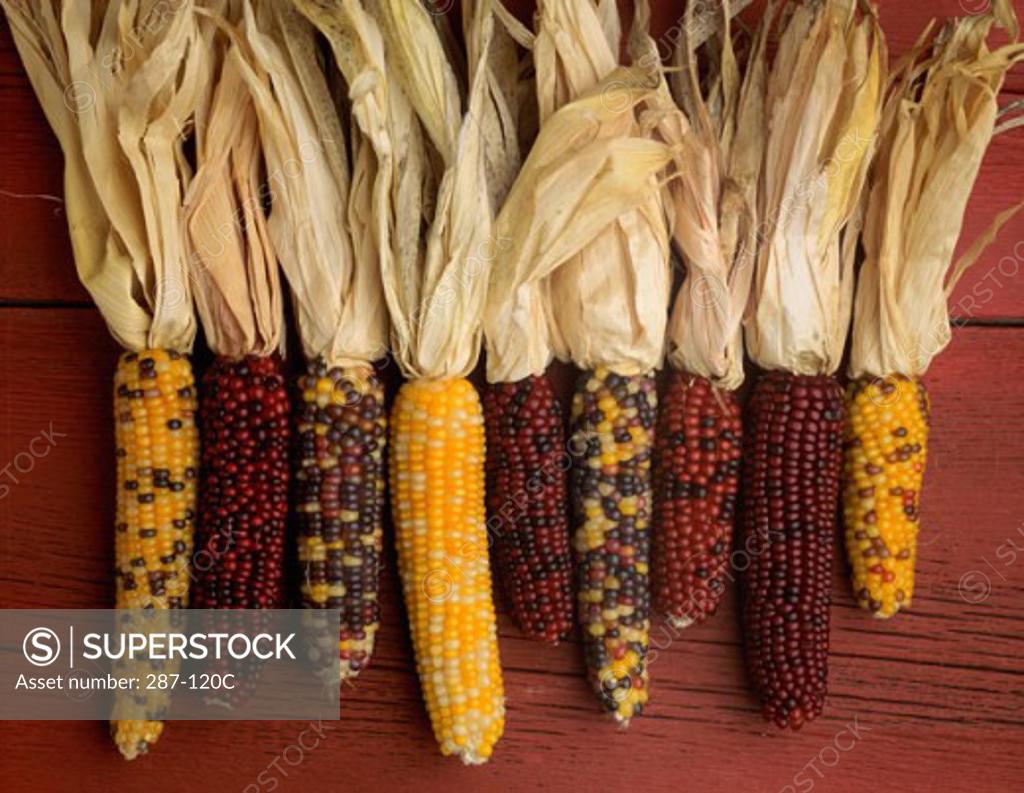 Stock Photo: 287-120C Close-up of Indian corn