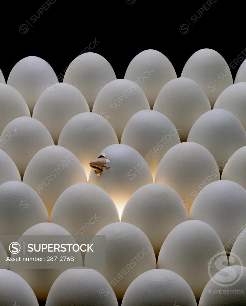 Stock Photo: 287-276B Chick's beak breaking through an eggshell
