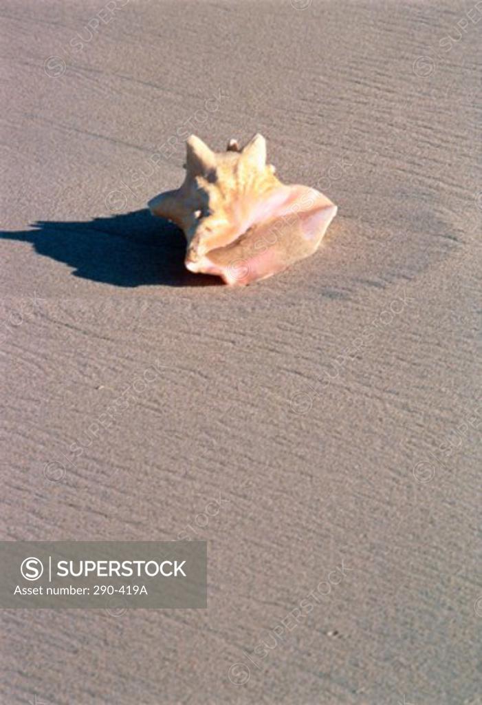 Stock Photo: 290-419A Conch shell on the beach