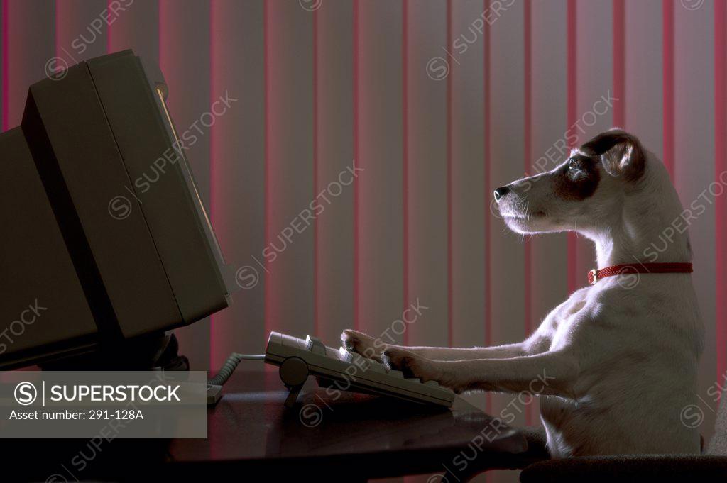 Stock Photo: 291-128A Jack Russell Terrier with its paws on a computer keyboard