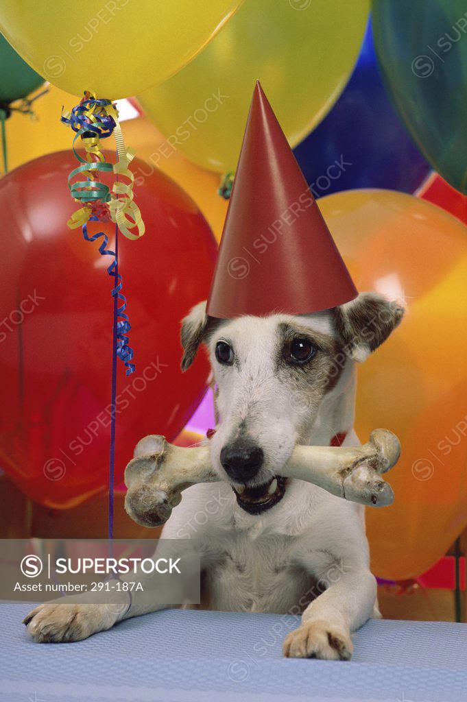 Stock Photo: 291-187A Dog wearing a birthday hat and holding a bone in its mouth