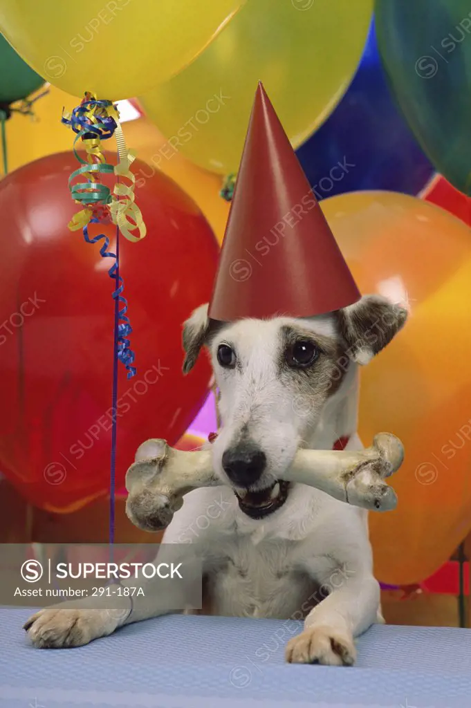 Dog wearing a birthday hat and holding a bone in its mouth