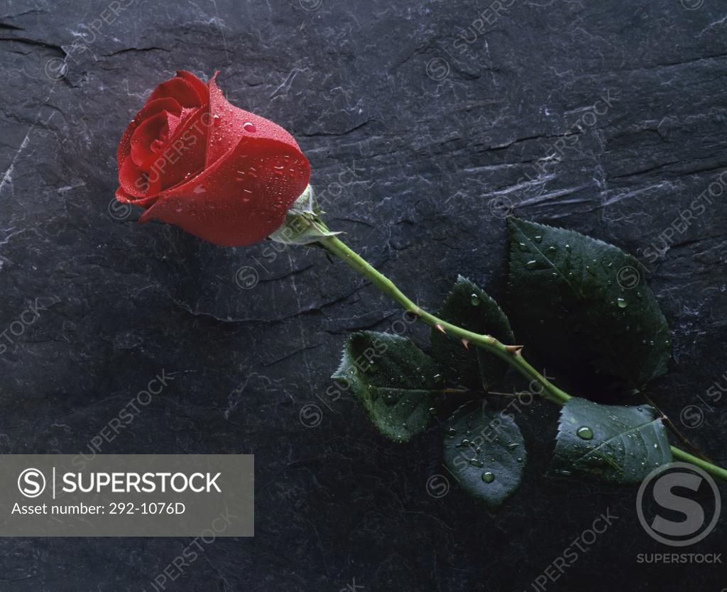 Stock Photo: 292-1076D Close-up of a red rose