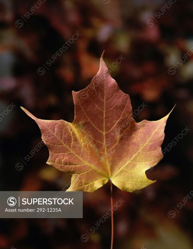 Stock Photo: 292-1235A Close-up of a maple leaf