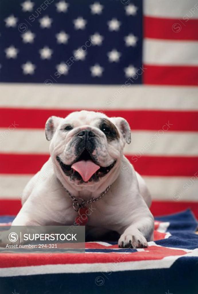 Stock Photo: 294-321 Close-up of an English Bulldog lying in front of an American flag