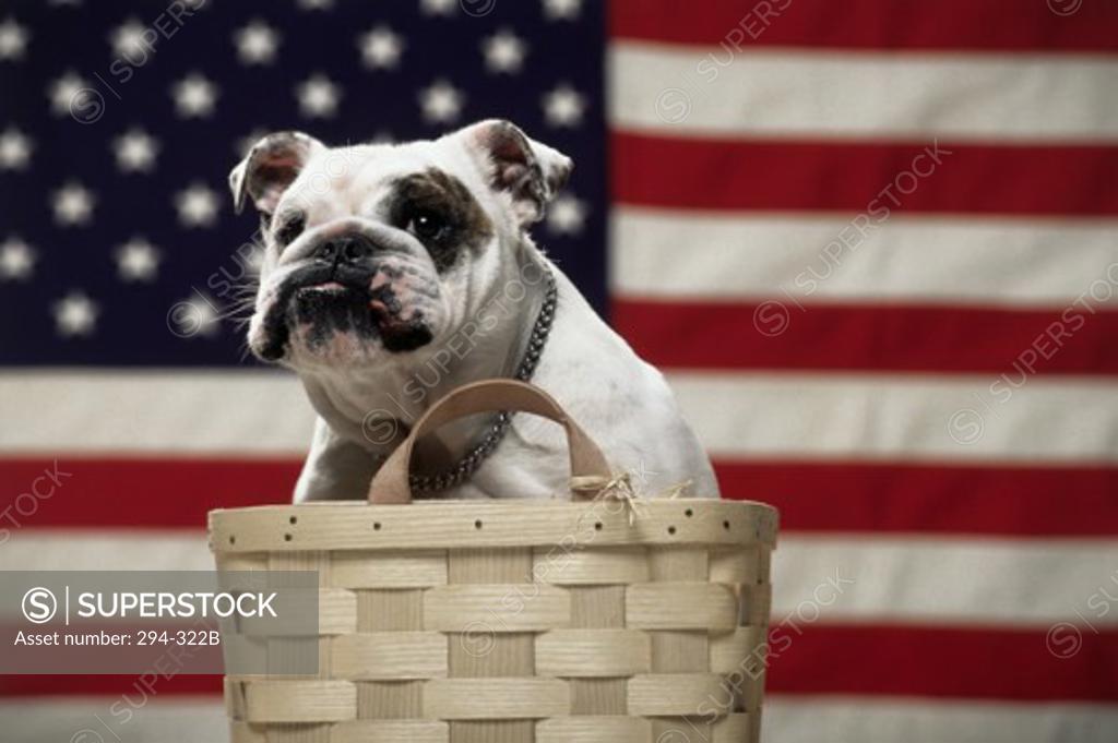 Stock Photo: 294-322B Close-up of an English Bulldog in a basket in front of an American flag