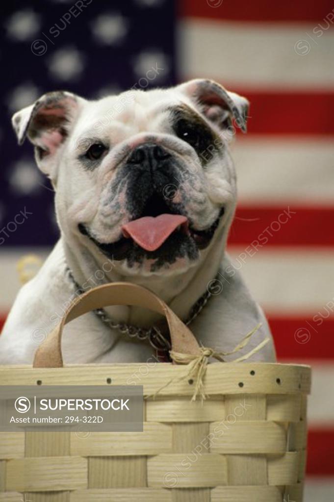 Stock Photo: 294-322D Close-up of an English Bulldog in a basket in front of an American flag