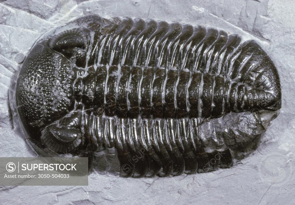 Stock Photo: 3050-504033 Prehistoric Trilobite (Phacops Rana Devonia Era)