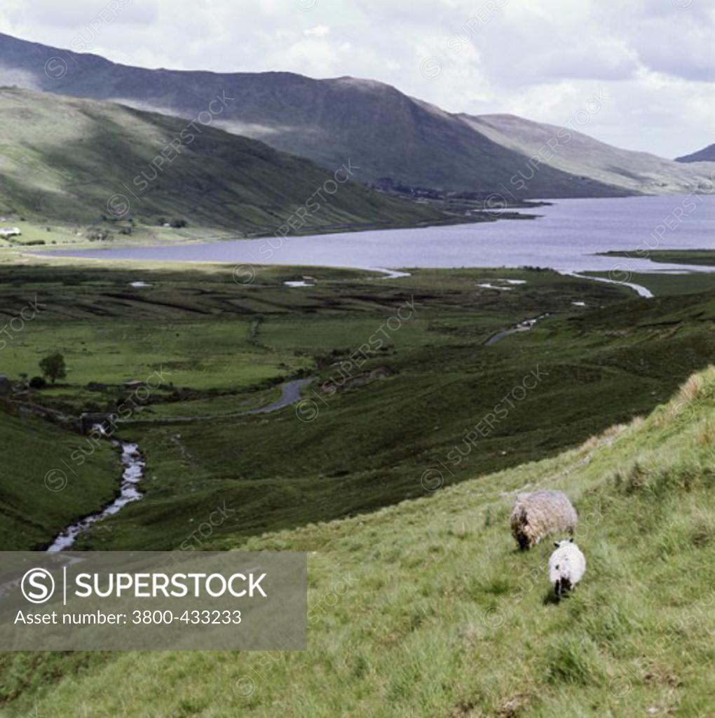 Stock Photo: 3800-433233 High angle view of sheep grazing in a field, Killary Harbor, Connemara, Ireland