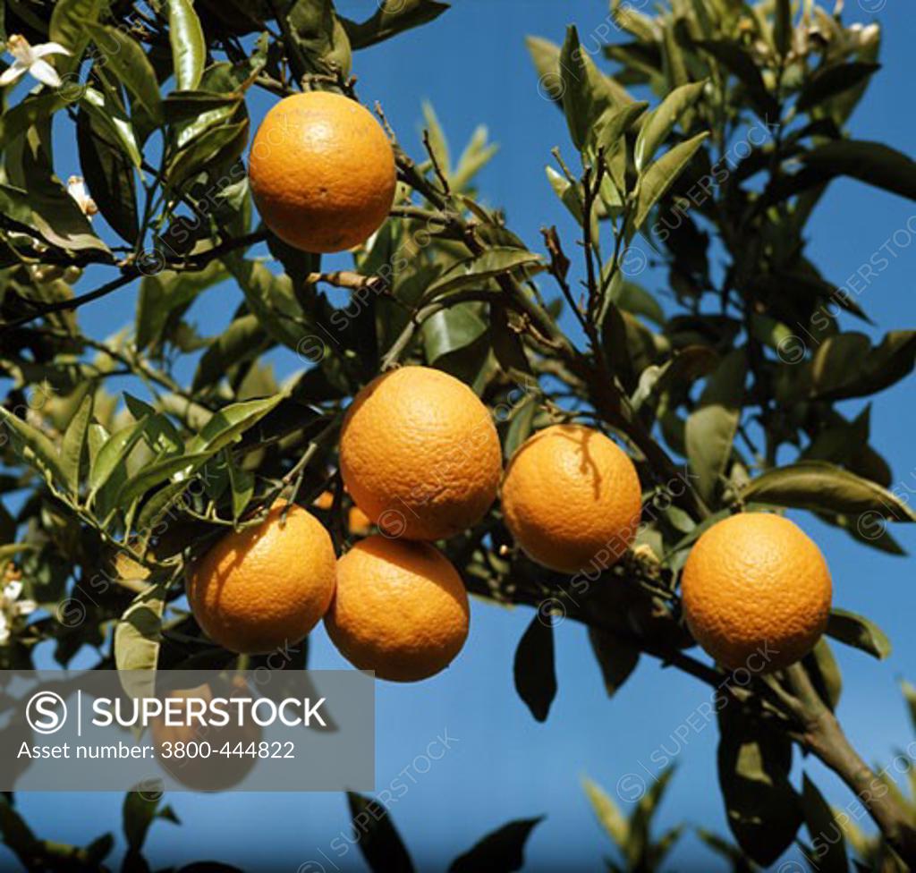 Stock Photo: 3800-444822 Valencia Oranges